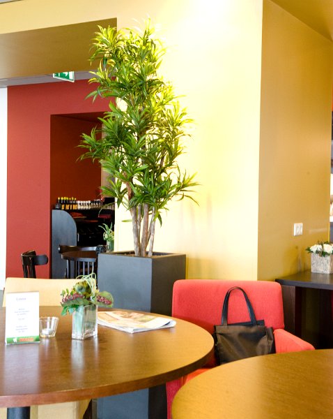 dracena reflexa square 90
